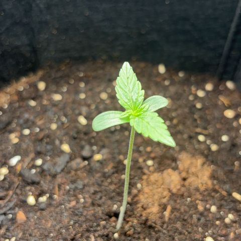 Milky Way growlog timeline photo