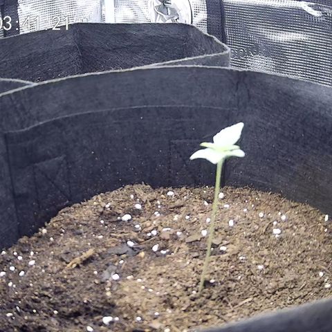 Milky Way growlog timeline photo