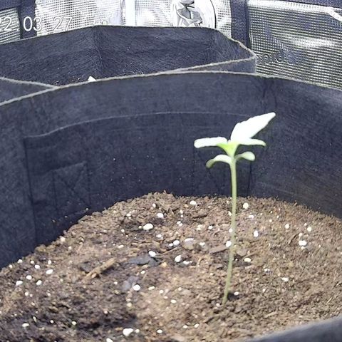 Milky Way growlog timeline photo