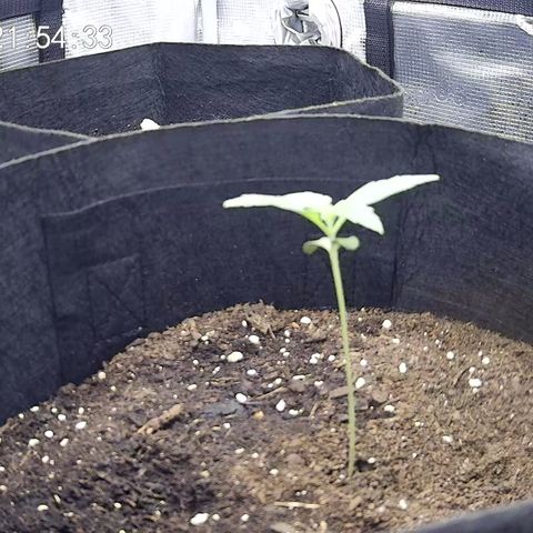 Milky Way growlog timeline photo