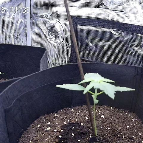 Milky Way growlog timeline photo