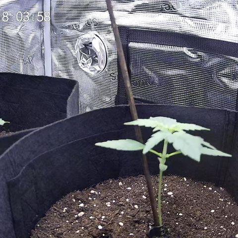 Milky Way growlog timeline photo