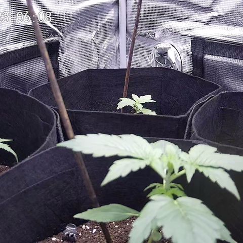Milky Way growlog timeline photo