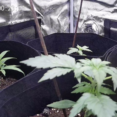 Milky Way growlog timeline photo