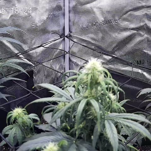 Milky Way growlog timeline photo