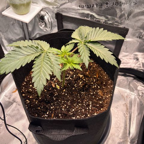 Black Domina growlog timeline photo