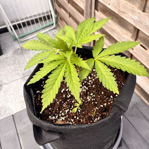 Special Kush #1 growlog timeline photo