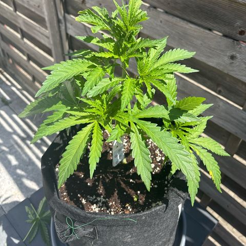Special Kush #1 growlog timeline photo