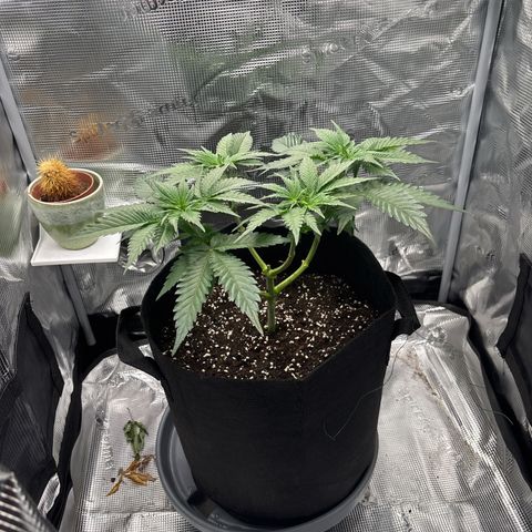 Black Domina growlog timeline photo