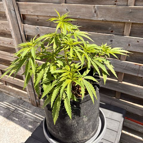 Special Kush #1 growlog timeline photo