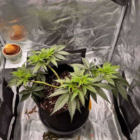 Black Domina growlog timeline photo