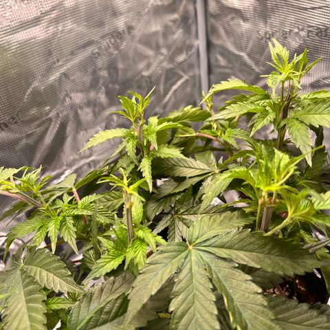 Black Domina growlog timeline photo