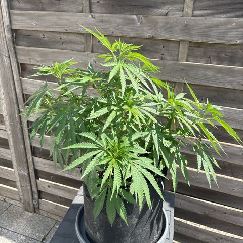 Special Kush #1 growlog timeline photo