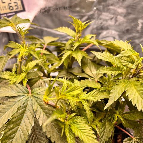 Black Domina growlog timeline photo
