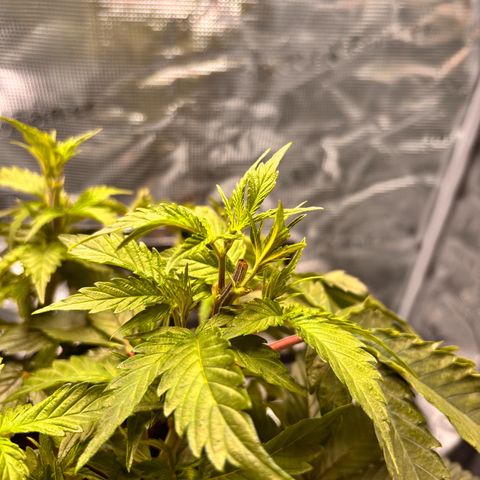 Black Domina growlog timeline photo