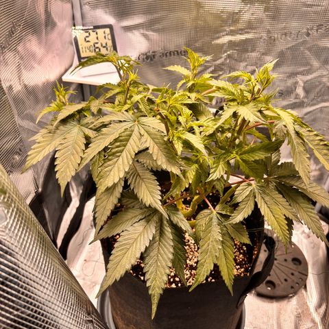 Black Domina growlog timeline photo