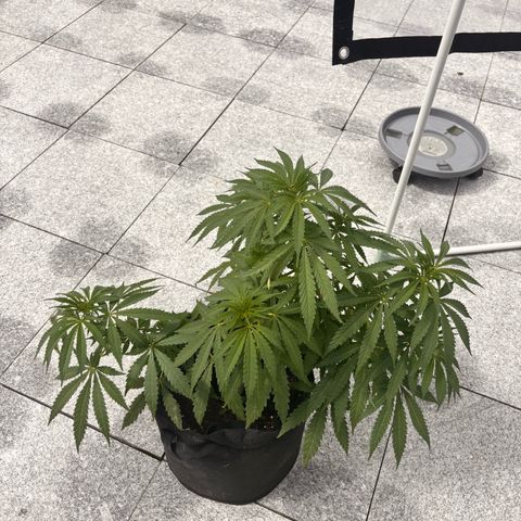 Special Kush #1 growlog timeline photo