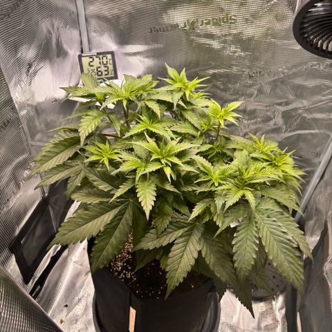 Black Domina growlog timeline photo