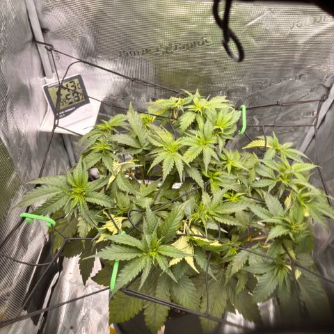 Black Domina growlog timeline photo