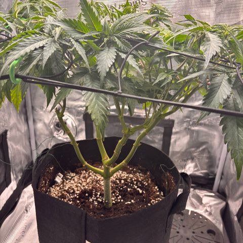 Black Domina growlog timeline photo