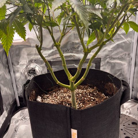 Black Domina growlog timeline photo