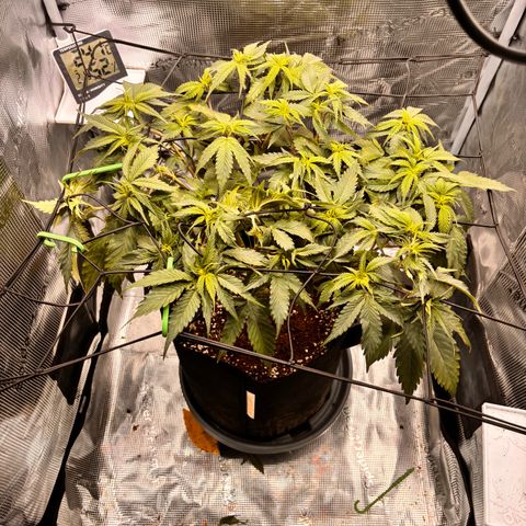 Black Domina growlog timeline photo
