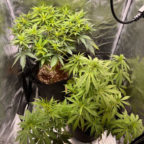Black Domina growlog timeline photo