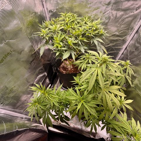 Black Domina growlog timeline photo