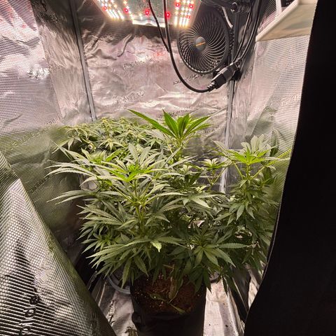 Black Domina growlog timeline photo