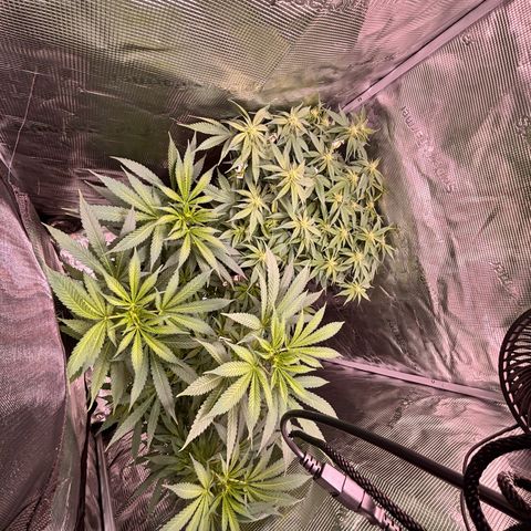 Black Domina growlog timeline photo