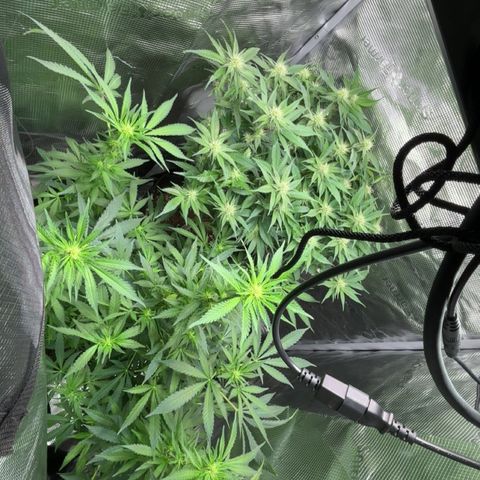 Black Domina growlog timeline photo
