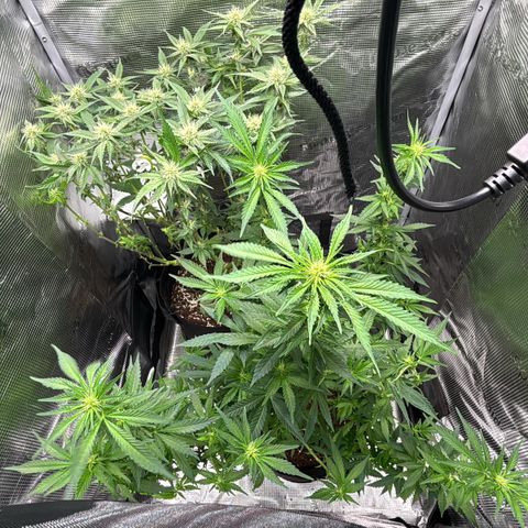 Black Domina growlog timeline photo