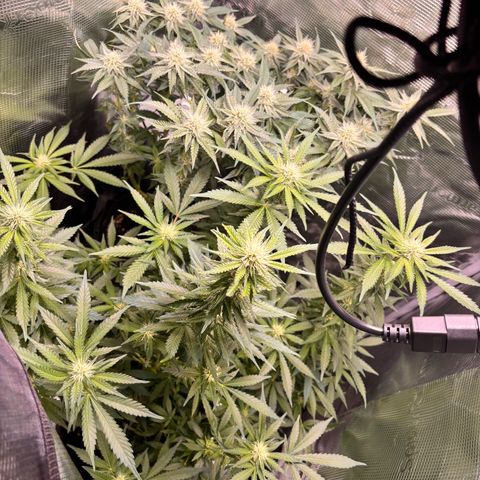Black Domina growlog timeline photo