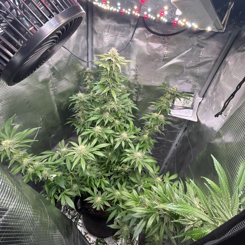 Special Kush #1 growlog timeline photo