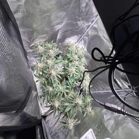 Black Domina growlog timeline photo