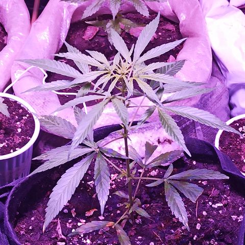 Tuna growlog timeline photo