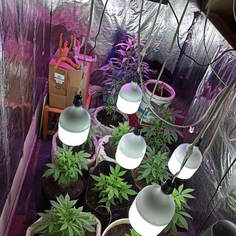 Tuna growlog timeline photo