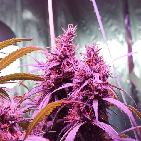 Tuna growlog timeline photo