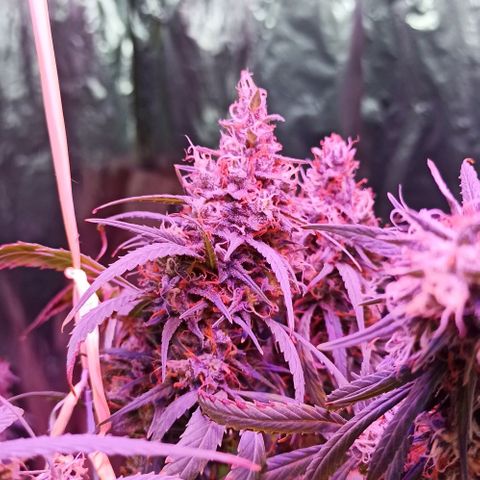 Tuna growlog timeline photo