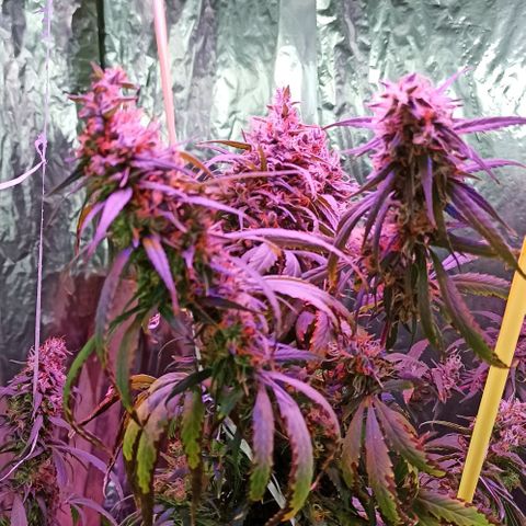 Tuna growlog timeline photo