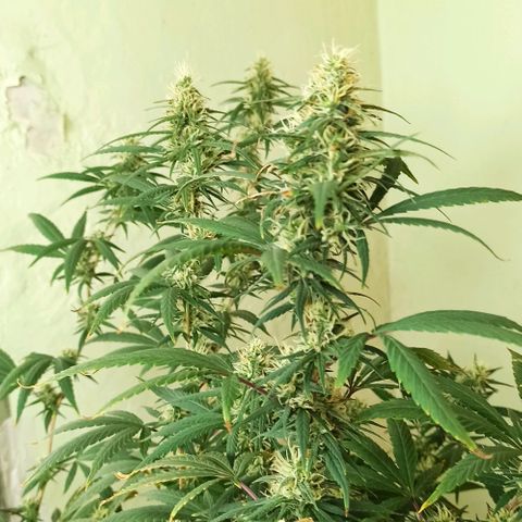 Tuna growlog timeline photo