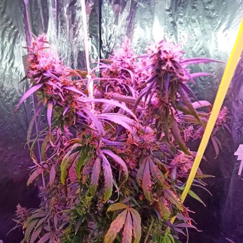 Tuna growlog timeline photo