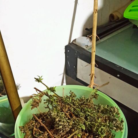 Tuna growlog timeline photo