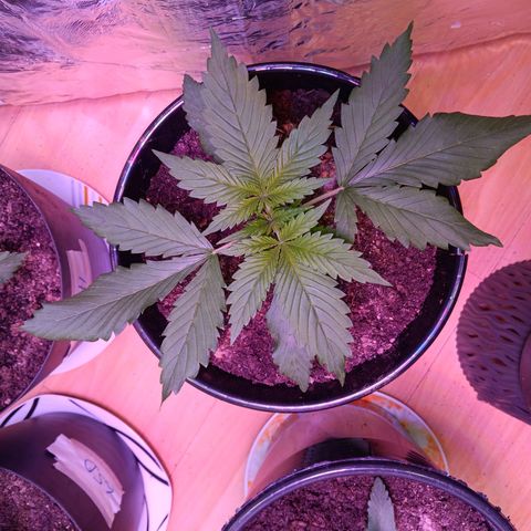 LSD-25 (FastBuds) growlog timeline photo