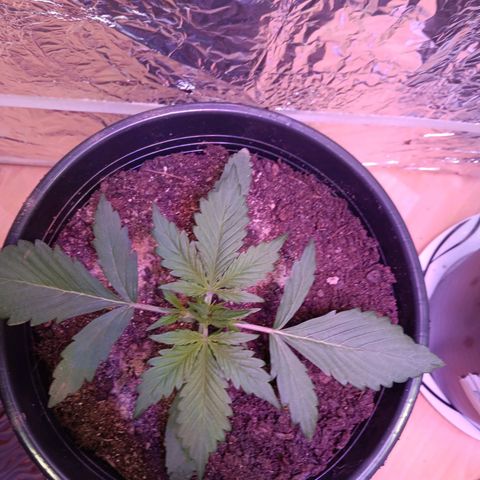 Auto Blueberry (DutchPassion) growlog timeline photo