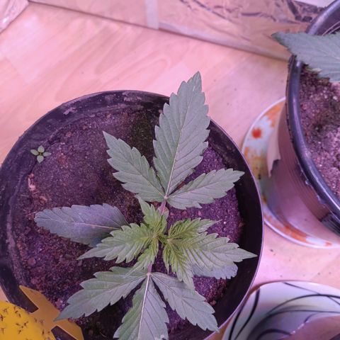 Auto Blueberry (DutchPassion) growlog timeline photo