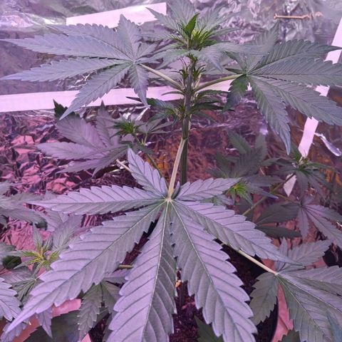 LSD-25 (FastBuds) growlog timeline photo