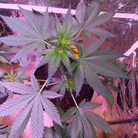 LSD-25 (FastBuds) growlog timeline photo
