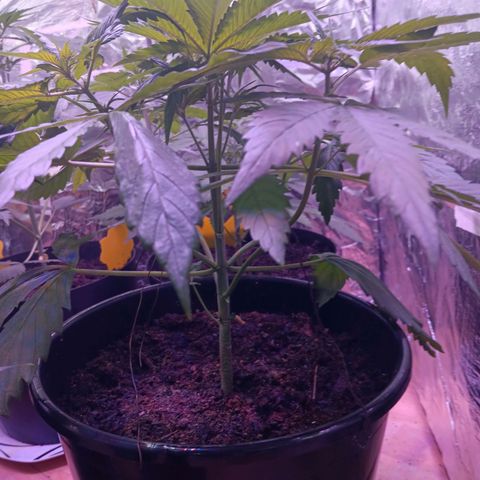 LSD-25 (FastBuds) growlog timeline photo
