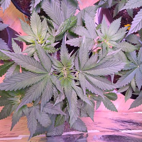 LSD-25 (FastBuds) growlog timeline photo